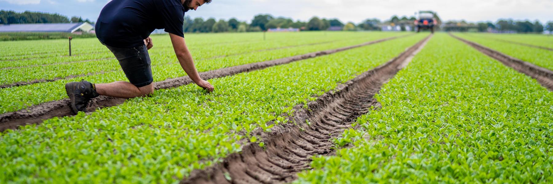 Rucola spezial mix 